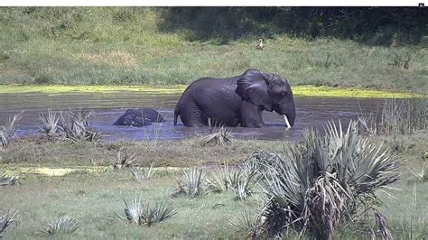 tembe elephant park webcam|Tembe Elephant Park Waterhole Live Webcam